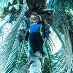 retrieving coconuts