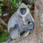 Lovely monkey near Sigiriya entrance.